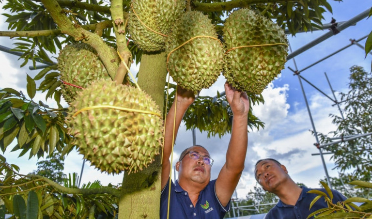 Tiongkok Pecahkan Rekor Impor Durian Capai 15,6 Miliar Kg